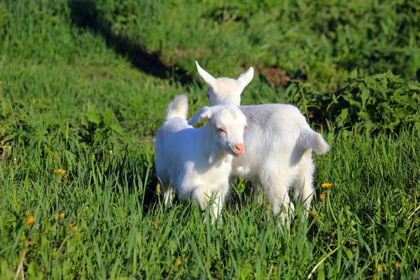 Young White Goatling Grazing Green Meadow Sunny Spring Day — Stock Photo, Image