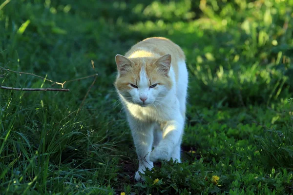 Retrato Gato Rojo Sobre Hierba Verde Jardín Primavera — Foto de Stock