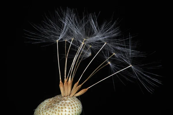 Makro Flauschiger Löwenzahn Auf Dunklem Hintergrund — Stockfoto