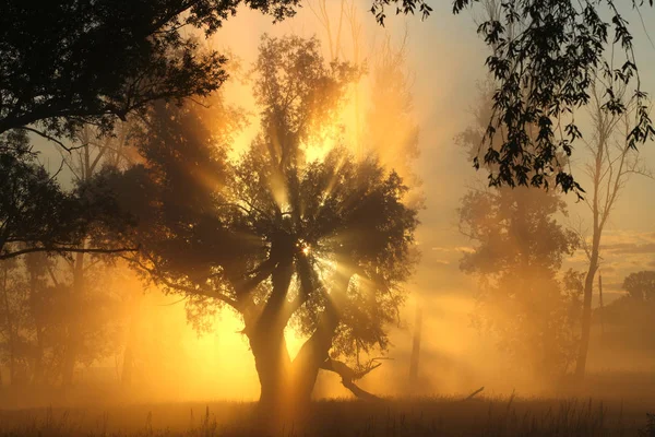 Malerische Sommerlandschaft Neblige Morgendämmerung Einem Eichenhain Ufer Des Flusses — Stockfoto