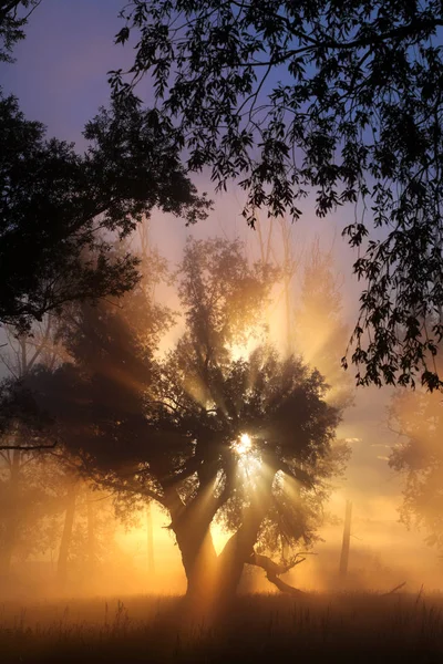 Picturesque Summer Landscape Misty Dawn Oak Grove Banks River — Stock Photo, Image