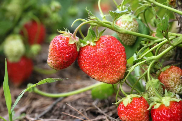 Makroreife Erdbeere Einem Strauch Sommergarten Einem Sonnigen Tag — Stockfoto