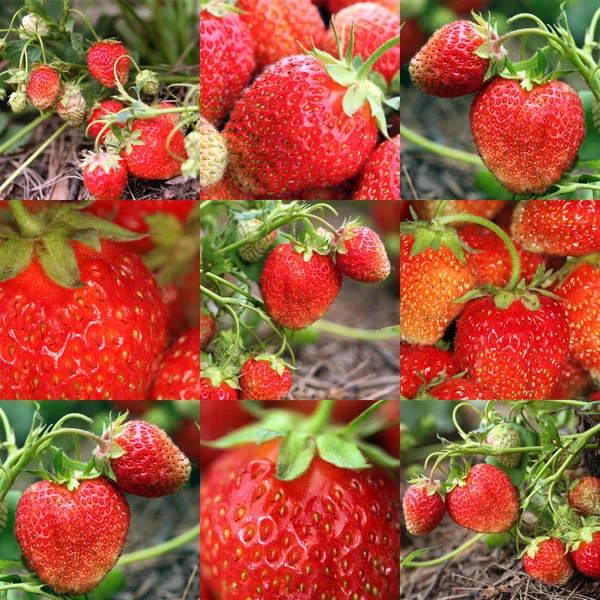 特写拼贴画九张图片成熟草莓在夏天庭院里 — 图库照片