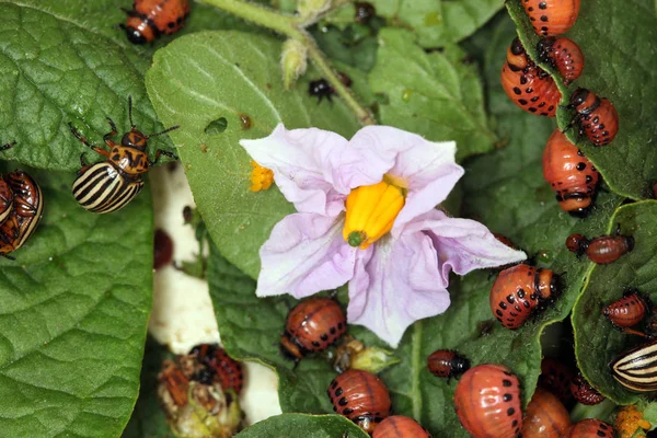 Close Colorado Potato Beetle Larvae Green Leaves Potatoes Garden Sunlight — Stock Photo, Image