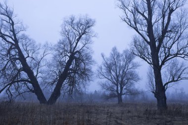 Alacakaranlıkta bir tarlada ağaçlar