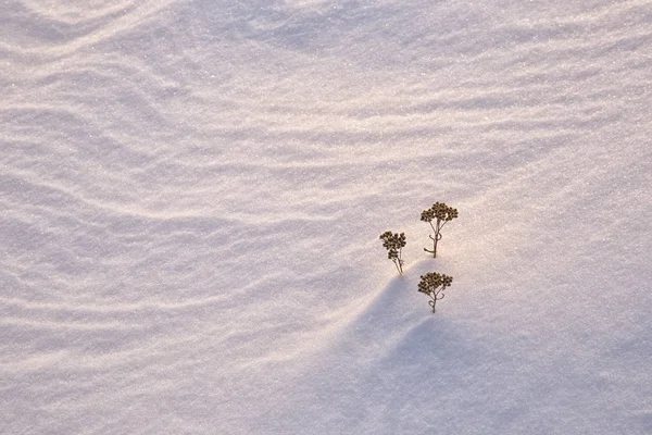 Візерунки на снігу . — стокове фото