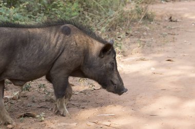 Goa üzerinde Hint domuz