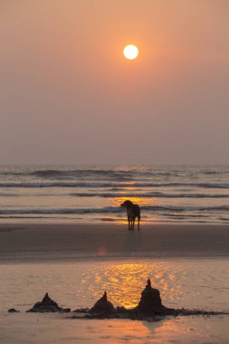 Kuzey Goa sahilinde vahşi köpekler