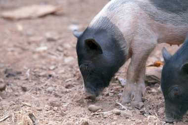 Goa üzerinde Hint domuz