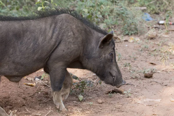 Indisches Schwein auf Goa — Stockfoto