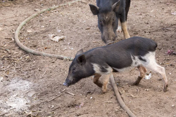 Indisches Schwein auf Goa — Stockfoto