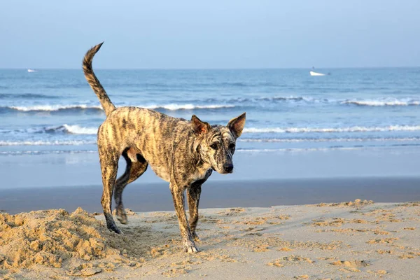 Chiens sauvages sur la plage de goa nord — Photo