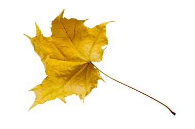 akçaağaç ağaç yaprağı