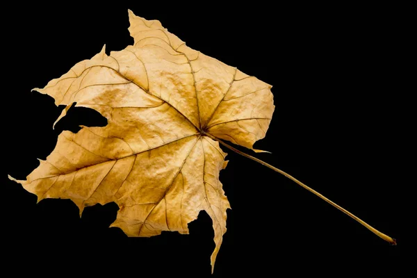 단풍 나무 잎 — 스톡 사진