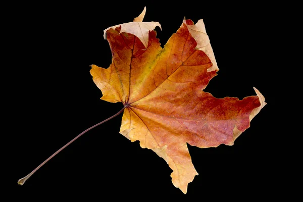 단풍 나무 잎 — 스톡 사진