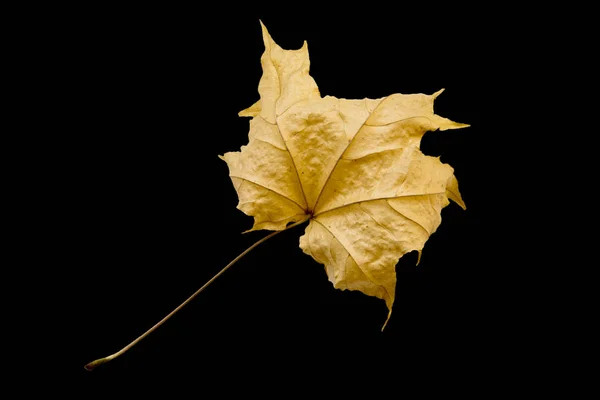 Лист кленового дерева — стоковое фото