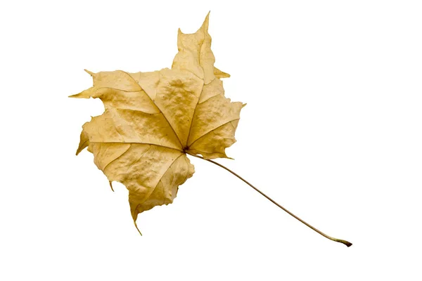 メープル ツリーの葉 — ストック写真