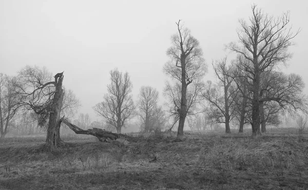 Stromy na poli za soumraku — Stock fotografie