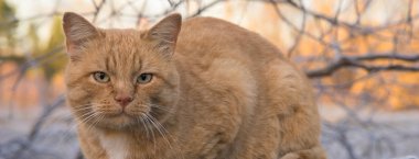 Kar arka plan üzerinde kırmızı kedi