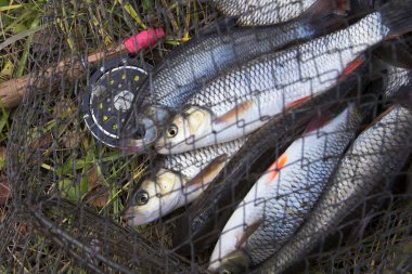  örgü çanta balık.