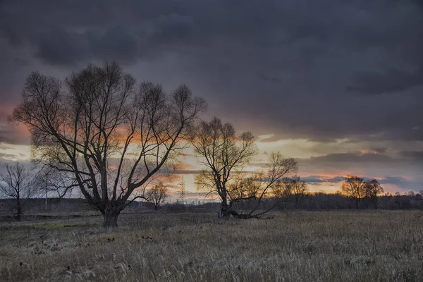 Autumn tree at sunset — Stock Photo, Image