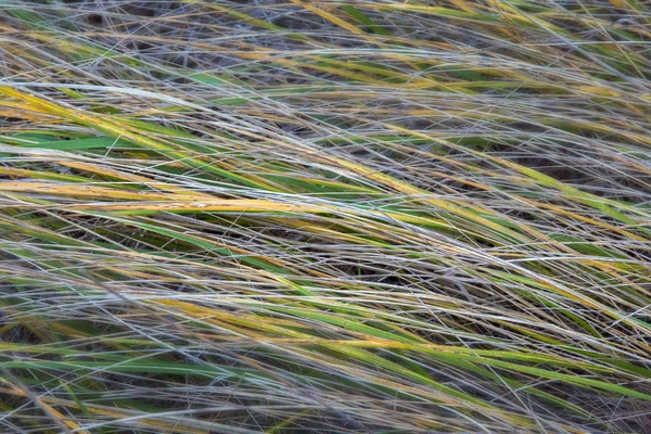 Крупним планом морозна трава — стокове фото