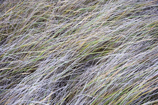 Fechar de grama gelada — Fotografia de Stock