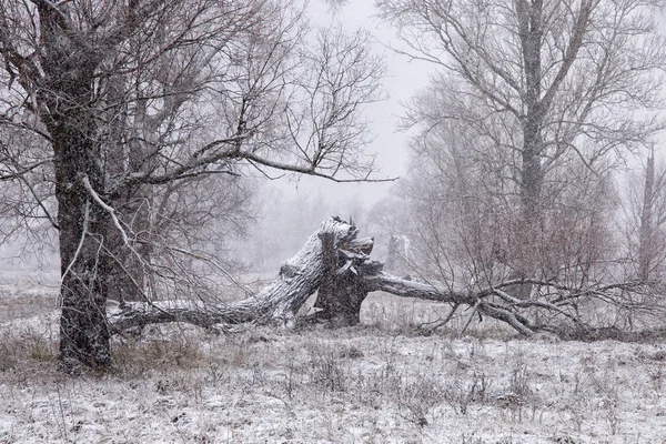 First snowfall, snowstorm in the morning — Stock Photo, Image