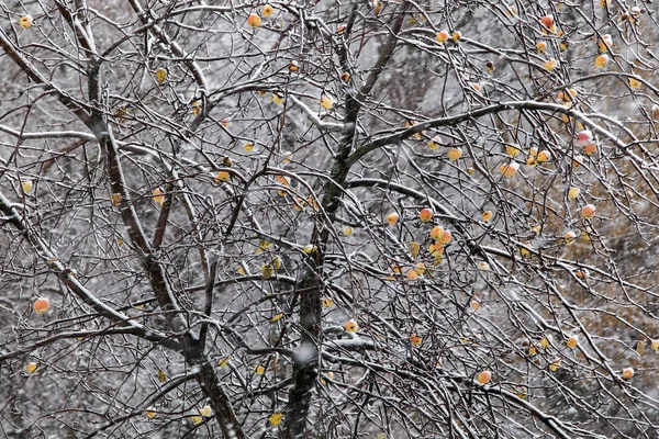 Jabłka na drzewie i pierwszy śniegu — Zdjęcie stockowe