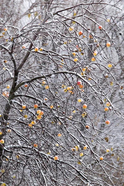 Manzanas en el árbol y la primera nevada —  Fotos de Stock