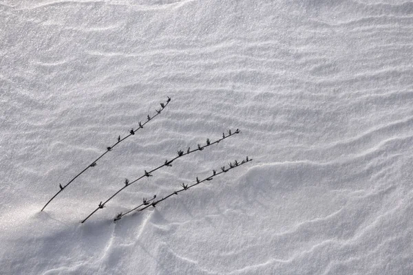 Vzory na sněhu. — Stock fotografie
