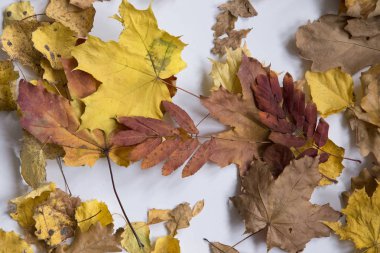 Parlak sonbahar yaprakları