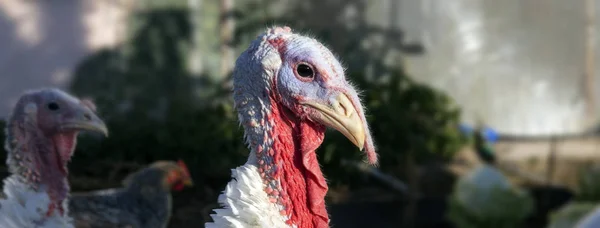 turkey bird.
