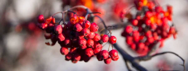 Rowan berries — Stock Photo, Image