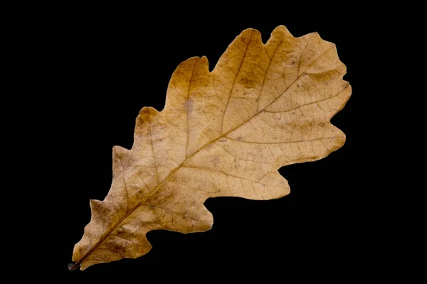 Feuille de chêne d'automne. — Photo