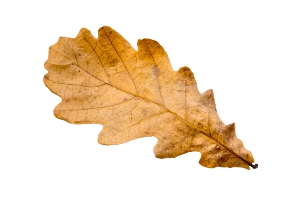 Hoja de otoño roble — Foto de Stock