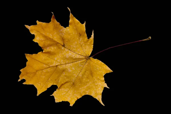 メープル ツリーの葉 — ストック写真