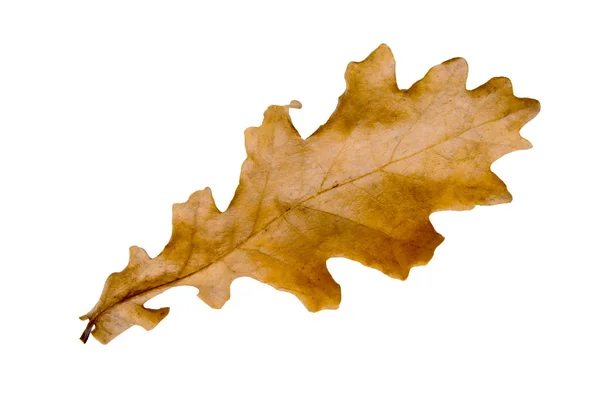 Chêne feuille d'automne — Photo