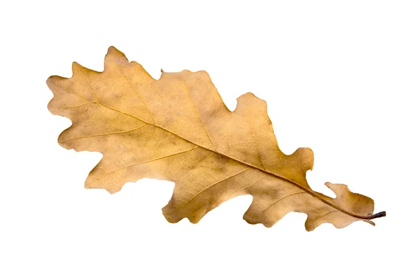 Hoja de otoño roble — Foto de Stock