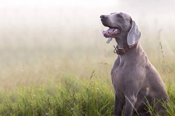 Purebred hund utomhus i naturen. — Stockfoto