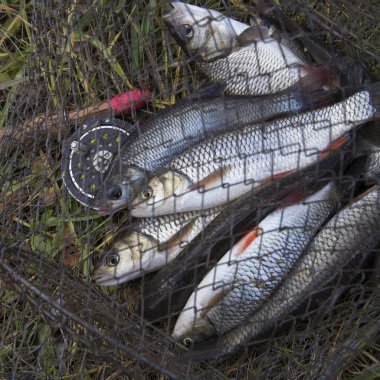  örgü çanta balık.