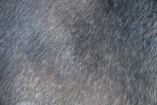 dog hair on skin