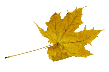 akçaağaç ağaç yaprağı