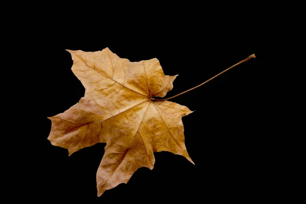 Hoja de arce — Foto de Stock