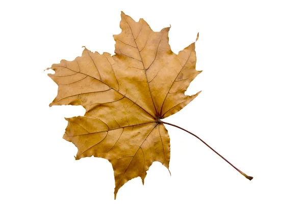 Esdoornblad boom — Stockfoto