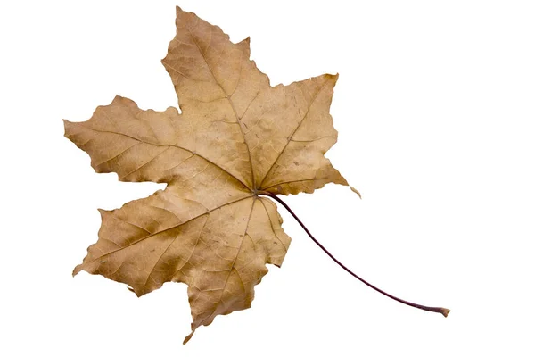 Maple tree leaf — Stock Photo, Image