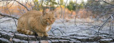 Kar arka plan üzerinde kırmızı kedi