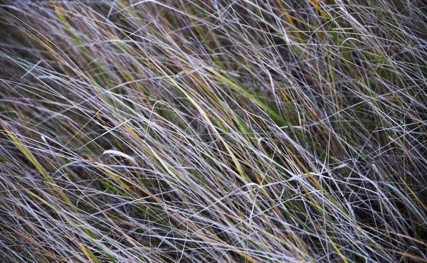 冷ややかな草のクローズ アップ — ストック写真