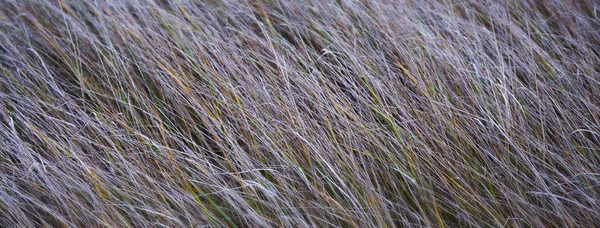 Close-up van frosty gras — Stockfoto