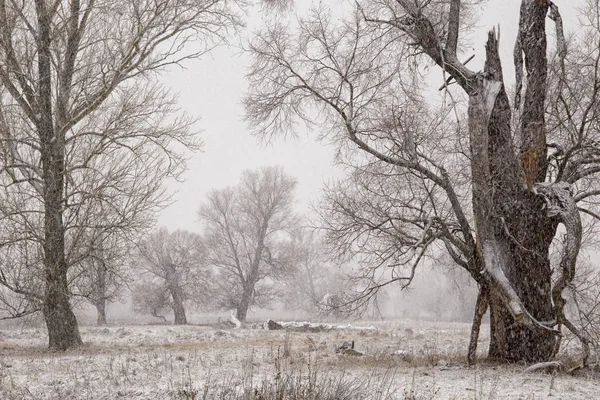 First snowfall, snowstorm in the morning — Stock Photo, Image